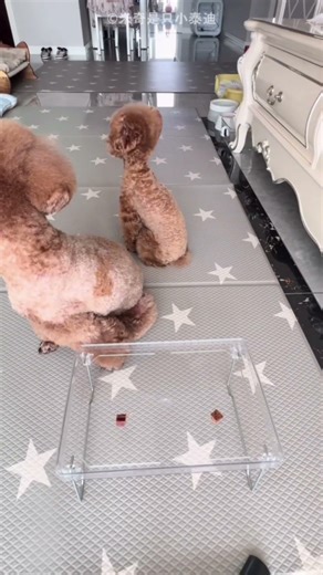 She Tested Her Dogs’ Honesty 😲