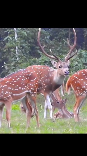 Amazing Moments of Spotted Deer in Nature