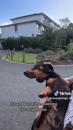 (𝙋𝙇𝙀𝘼𝙎𝙀 𝙍𝙀𝘼𝘿) If you own a dachshund, there’s one thing you never want to experience — the moment their back legs stop working… the moment they look up at you scared, confused, and in pain… the moment you realize you could lose the happy, playful version of them forever. Most dachshund owners don’t know this, but IVDD can strike in a single second. Jumping off the couch. Running too fast. One wrong movement… and suddenly your entire world collapses. But here’s the truth no one tells yo