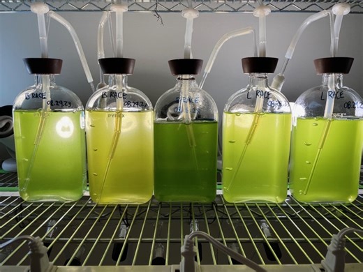 Key biofuel-producing microalga believed to be a single species is actually three - AgriLife Today