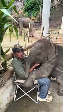 The Ultimate Baby Elephant Compilation | Cuteness Overload 😍