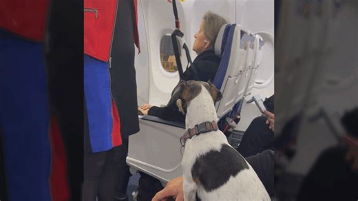 Attentive dog shows incredible care during pre-flight safety demonstration
