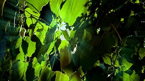 Leaves, Leaf, Tree. Free Stock Video