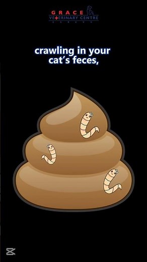 Tapeworm in cats 🪱 #tapeworm #parasite #petcaretips #catlover #vetexplains #deworm #gracevetcentre