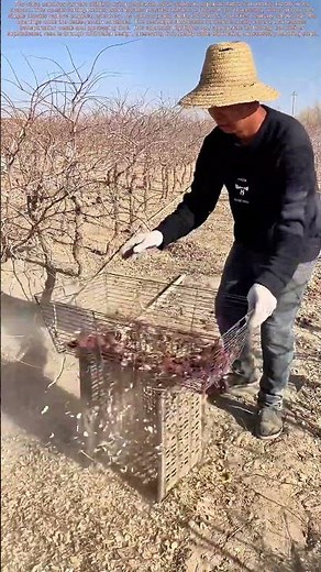 Orchard Efficiency: How This Simple Tool Transforms Fruit Sorting