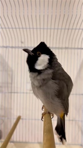 bulbul birds##shorts