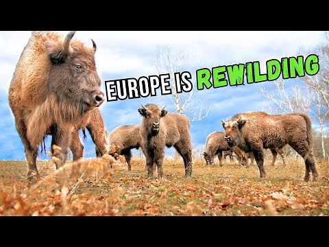 4 Megafauna REWILDING Projects in Europe