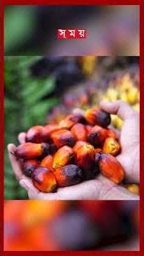 নিম্নমুখী ভোজ্যতেলের বিশ্ববাজার, কমেছে সয়াবিন-পামওয়েলের দাম #oilprice #soyabean #canola #pricehike