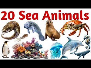 20 Sea Animals for Kids | Learn Ocean Animal Names with Pictures and Fun Educational Video