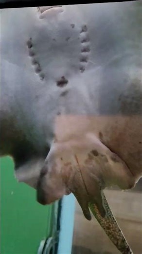 Beautiful Rays in Detail – Cow Nose Ray 🐟