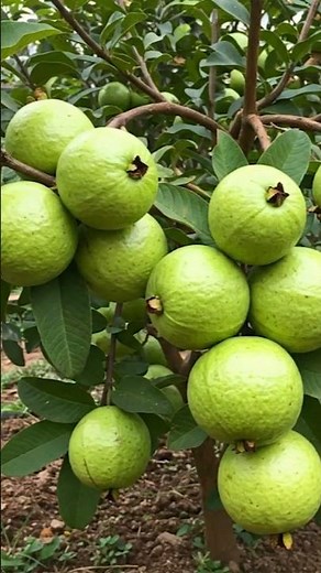 How to Grow a Guava Tree from Seeds at Home | Fast Germination Tips