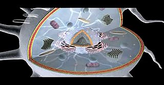 Cell Structure Overview _ Cell Biology