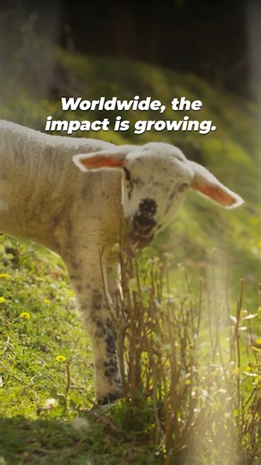 Animals will no longer be used and killed in Saudi Arabia’s Advanced Trauma Life Support program! Thanks to our donations, deadly drills on goats and sheep have been replaced with TraumaMan human-patient simulators across the country. This human-relevant technology spares animals while improving medical training, proving that a kinder, smarter approach to medicine is possible. | PETA (People for the Ethical Treatment of Animals)