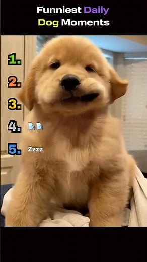 Ranking the Funniest Daily Dogs! #funny #dog #goldenretriever #shorts #fyp #youtubeshorts #pets #ff