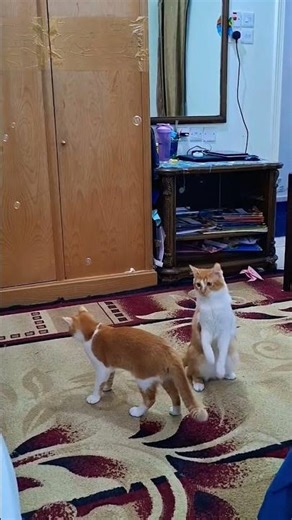 Bubble Pop Cat 🐾🫧 || Billi ki masti & Bubbles😸✨️ #viralvideo #cat #fun #trending #funnycat