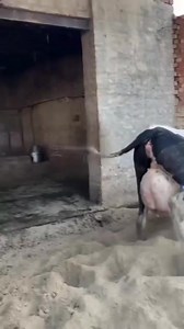 81K views · 1.6K reactions | #cow #dairyfarm #dairy_farming #modern_dairy_farming #modern_agriculture #agricultural_machines #amazing_technology #advance_technology #modern_technolog | cow tv | Facebook