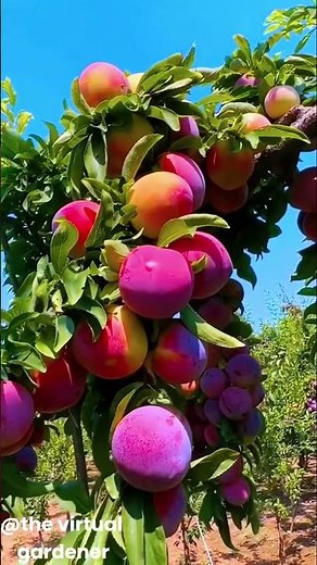 zone 3,4 and 5 fruit trees for cold climates