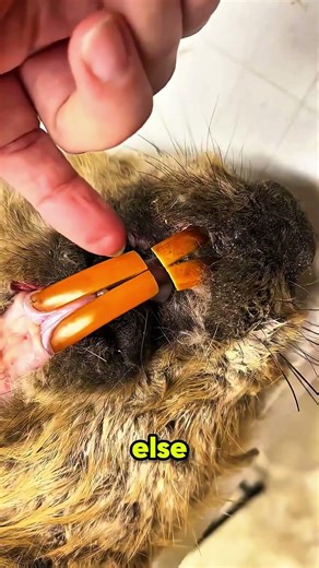 Why Beavers Must Keep Chewing Wood🤔#shorts