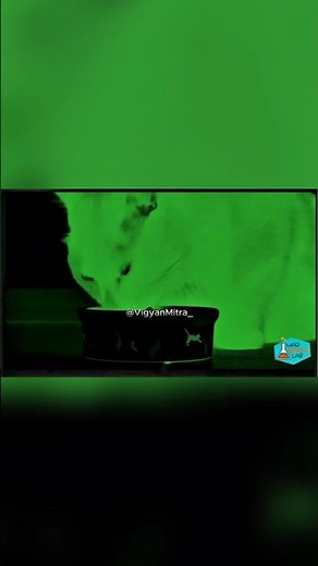 Genetically modified cats! #sciencefacts #science