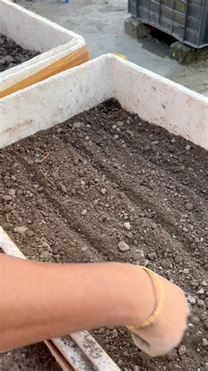 Corn plants grow tips using compost soil #cornwall #cornplant #plants #nature #flowers #plantsofinstagram #garden #plant #plantsmakepeoplehappy #gardening #houseplants #plantlover #green #photography #naturephotography #indoorplants #flower #plantlife #love #succulents #urbanjungle #cactus #art #plantstagram #plantas #homedecor #naturelovers #plantsplantsplants #beautiful #photooftheday | Rezia Gardening