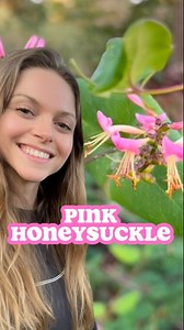 They are loved by pollinators such as hummingbirds and bumblebees🐝! Pink Honeysuckle is also called Hairy Honeysuckle, California Honeysuckle, or Lonicera hispidula 🌸! They are a native species from Vancouver Island (British Columbia) to Southern California, and inland to the Cascades and Sierras. They can be found in dry forests🌳 Pink Honeysuckle 🌸 is a woody vine or sprawling shrub that can grow 6m long and thus can climb 6m tall. They have clusters of beautiful pink flowers 🌸 at the end 