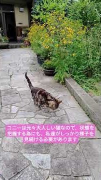 コニーを守る為に #猫 #cat #ねこ#ネコ