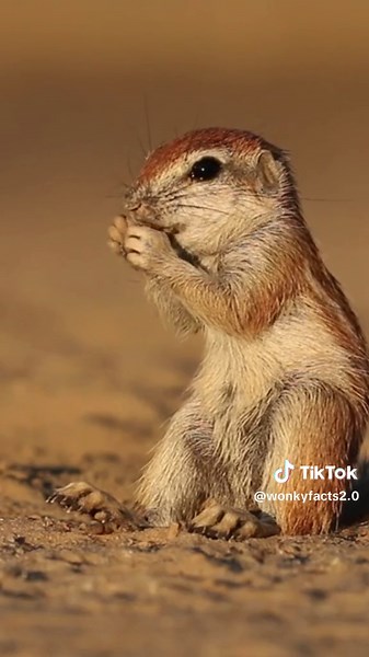 Curiosidades sobre los Xerus: Conoce a este intrigante animal