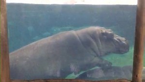 146K views · 7.1K reactions | The tables have turned and now Bibi wants a ride on Fiona's back! | Cincinnati Zoo & Botanical Garden | Facebook