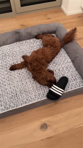 Watch this red mini poodle radiate pure joy, bouncing and playing on his big mat! 🐩✨ Living his best life with every happy hop! #MiniPoodle #RedPoodle #JoyfulDog #HappyPup #PoodlePlay #DogFun #PetHappiness #PoodleJoy #DogLife #PlayfulPoodle #FurryFriend #PetVibes #CuteDog #Doggo #PoodleLove #HappyDog #PetCuteness #PoodleMoments #DogLovers #JoyfulPoodle
