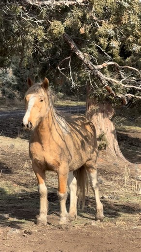 Rising Sun and a herd of zonkey donkeys 🤎🤍 After seeing Zee leading a group of mustangs yesterday I wanted to check in with our other Zonkey couple, ZZ and ZsaZsa. This elegant Zonkey lady was found in a kill pen in Oklahoma and we rescued her specifically in the hopes she would date our original Zonkey ZZ and it actually worked. Who knows how they recognize each other as being different but I’m glad they have each other. I don’t know how we originally realized that these extremely wild zebra