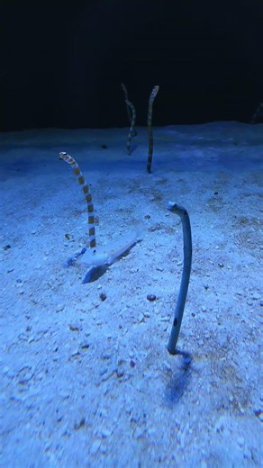 【癒し】チンアナゴの動きを眺めてみよう【蒲郡竹島水族館】 #チンアナゴ #水族館 #海の生き物