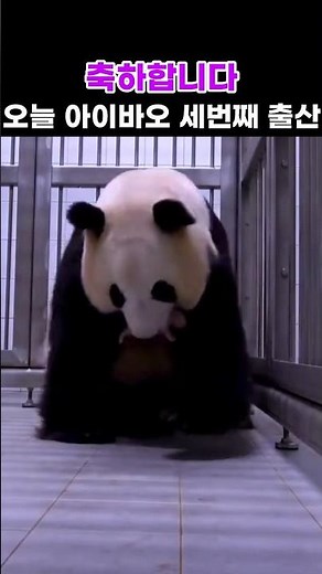 Ai Bao Welcomes Her Third Daughter #AiBao