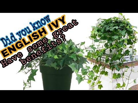 BENEFITS OF ENGLISH IVY PLANTS