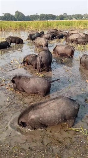asian country pig farming