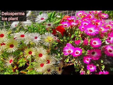Care of ice plant | how to grow ice plant | flowering plants | Delosperma plant | Lampranthus