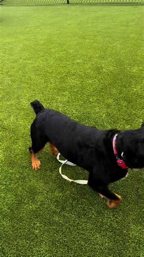 15K views · 799 reactions | ⭐️UPDATE ON RIP ⭐️ We had an amazing family apply to foster this sweet boy. They went to go meet him today at the shelter with their dog and he did amazing! He said it could not have gone better. He said the dogs got along fabulously! They are excited to start their journey fostering this boy and we are so excited this boy gets a second chance in life!  | R.E.A.L. Rottweiler Rescue | Facebook