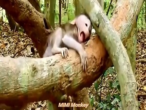 Baby monkey has a tantrum, crying and screaming to attract mother monkey | MiMi Monkey