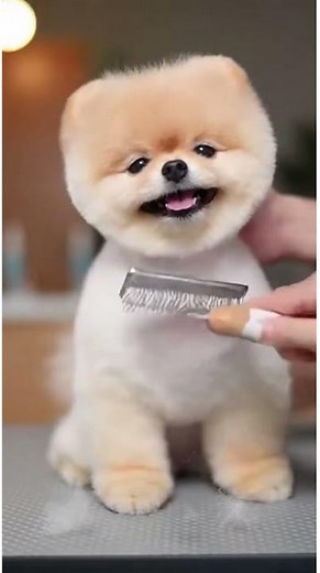 A Patient Pomeranian Sits for a Gentle Grooming.