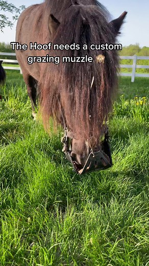 I made a custom leather insert for The Hoof’s @GG Equine grazing muzzle and it’s protecting his waistline but not stopping him from enjoying the grass! #thehoof #thelord #minihorse #miniaturehorse #horse #cute #funny #farmlife #graze #grazingmuzzle #diet