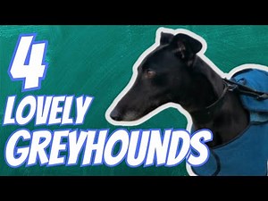 Four Lovely Greyhounds