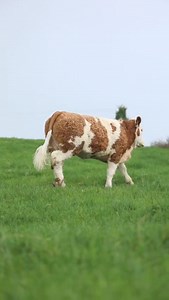 Irish Simmental Cattle Society on Reels | Facebook