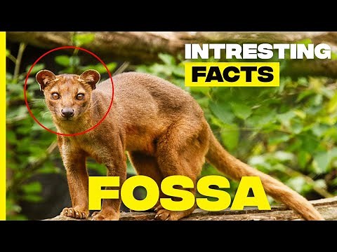 Unveiling the Secrets of the Fossa: Apex Predator of the Malagasy Rainforest