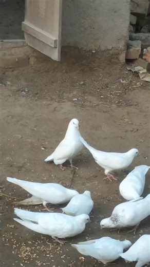 TikTok · Dost Muhammad