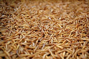 Does Rice Turn Into Maggots? Here's What You Need To Know