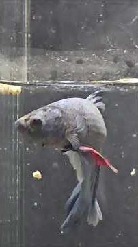 The Wild Bettas : Life of Wild Bettas #betta #bettafish #aquariumlife #aquaticlife #fishkeeping