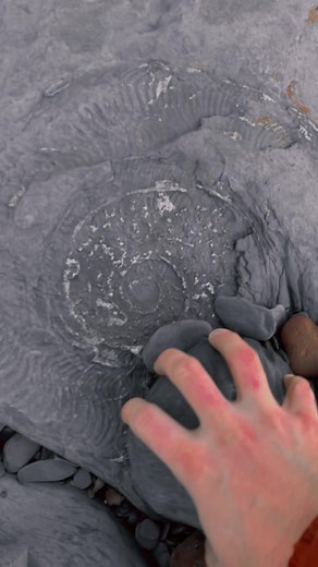 Freshly washed out of this recent landslide I spotted this huge harpoceras ammonite which had preserved on a shale slab. I don’t think i’ve ever seen one this big before. 😀 #foryou #foryoupage #fyp