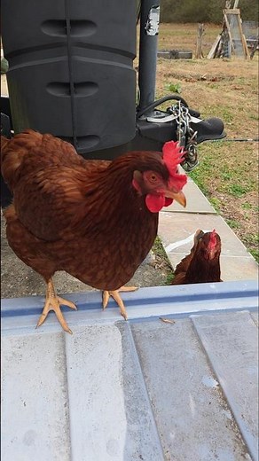 Loud Ladies Drinking - Owe Me Some Eggs. #homestead #chickens #cuteanimal
