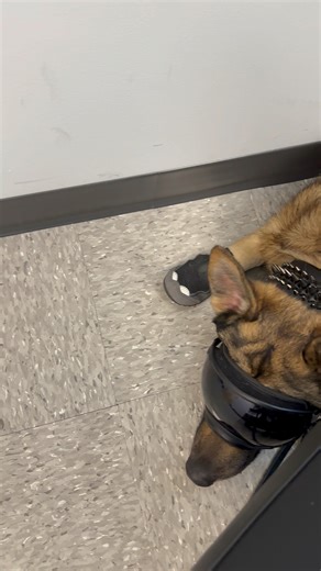 He did super well! This specialist wasn’t for anything that my service dog tasks for, so I just had Luci tuck behind me out of the way so he wouldn’t be a distraction (for the doctor) #Cardiacalertdog #seizurealertdog #migrainealertdog #workingdog #wlgsd #germanshepherd #dogtraining #ambulatorywheelchairuser #mcas #ehlersdanlossyndrome #pots | Demon.Dog.Duo