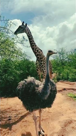 Ostrich Is Not Weak — The Fastest and Most Dangerous Bird on Earth | #ostrich #animals #facts