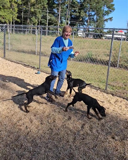 Puppies, puppies and puppies!! Wayne County Animal Services 1600 Clingman Street Goldsboro NC 919-731-1439 Email animals@waynegov.com | Wayne County Animal Advocates-NC